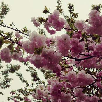 東山動植物園 桜マップ19 の投稿画像一覧 Greensnap グリーンスナップ