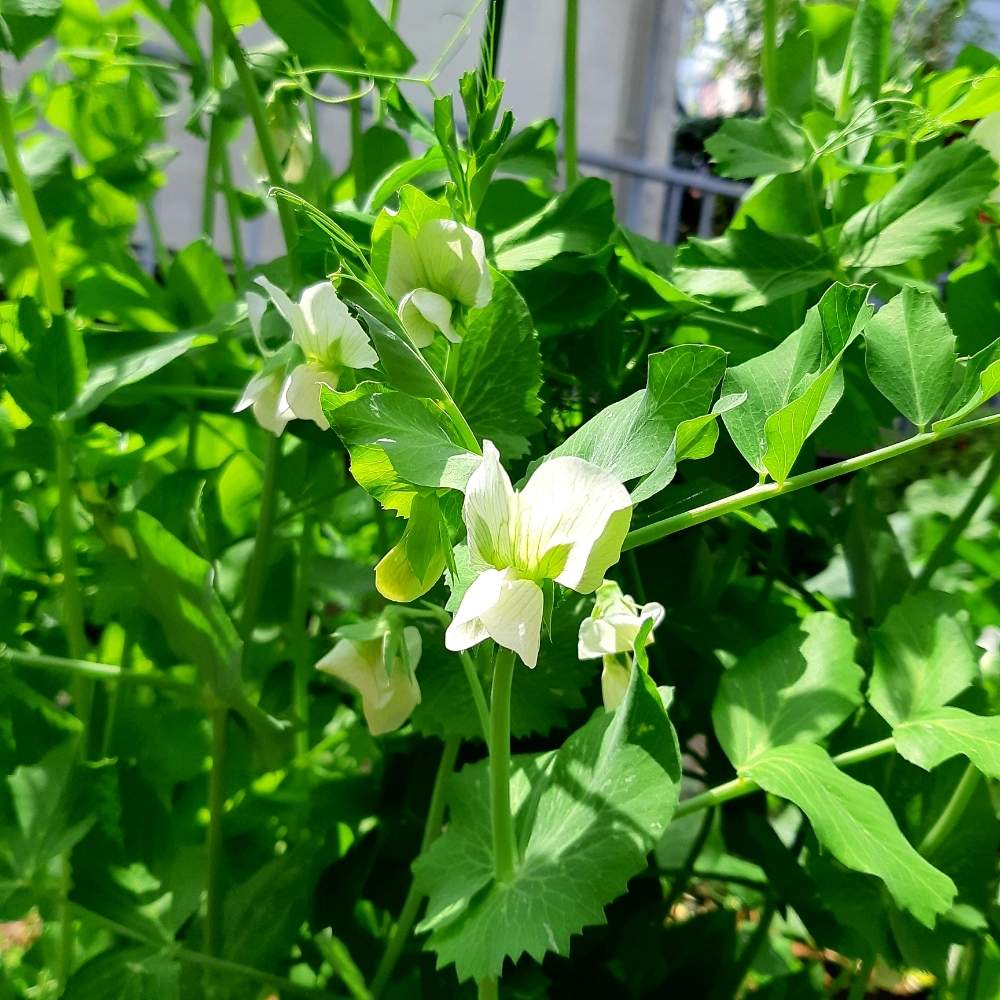 サヤエンドウの花の投稿画像 By ますださんさん 花のある暮らし 19月4月19日 Greensnap グリーンスナップ