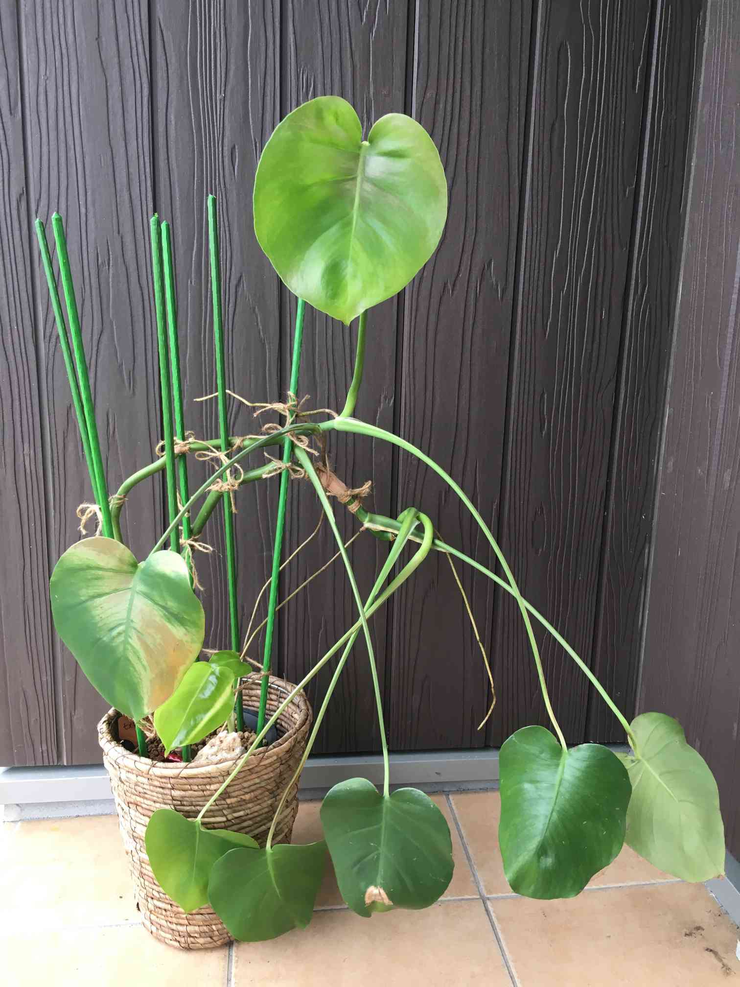 ヒメモンステラ 苗 ②（水耕栽培でヒメモンステラを育ててます。最近 