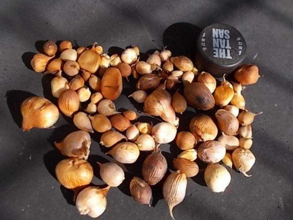 小さなグラジオラスmix球根を植えた19 4 1 Greensnap グリーンスナップ