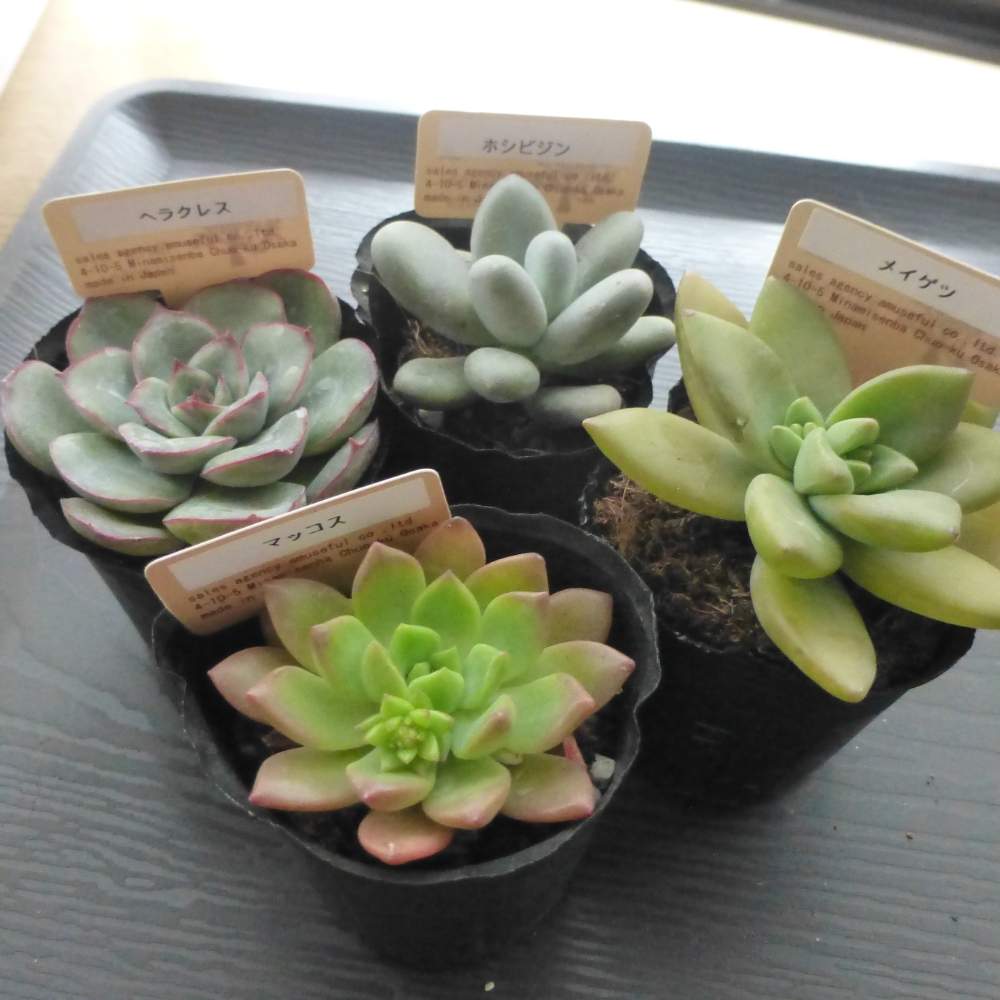 マッコスの投稿画像 By のこちさん 銘月と星美人とヘラクレスと窓辺と多肉植物と植物のある暮らしと多肉大好きと癒しと100均多肉とgs日和と今日の一枚と 多肉初心者と多肉植物と植物のある暮らしと多肉大好きと癒しと100均多肉とgs日和と今日の一枚と多肉初心者 19月4