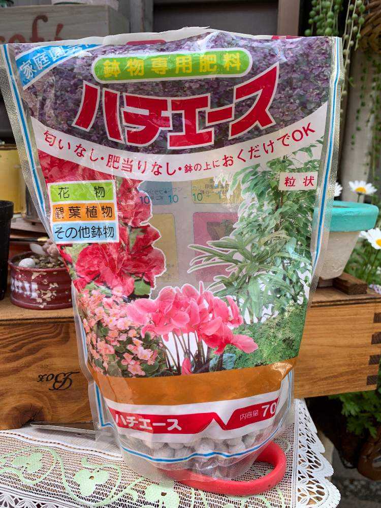 株幅60cmって本当？(ﾟOﾟ)PWの花苗育ててみた🍀｜🍀GreenSnap（グリーン