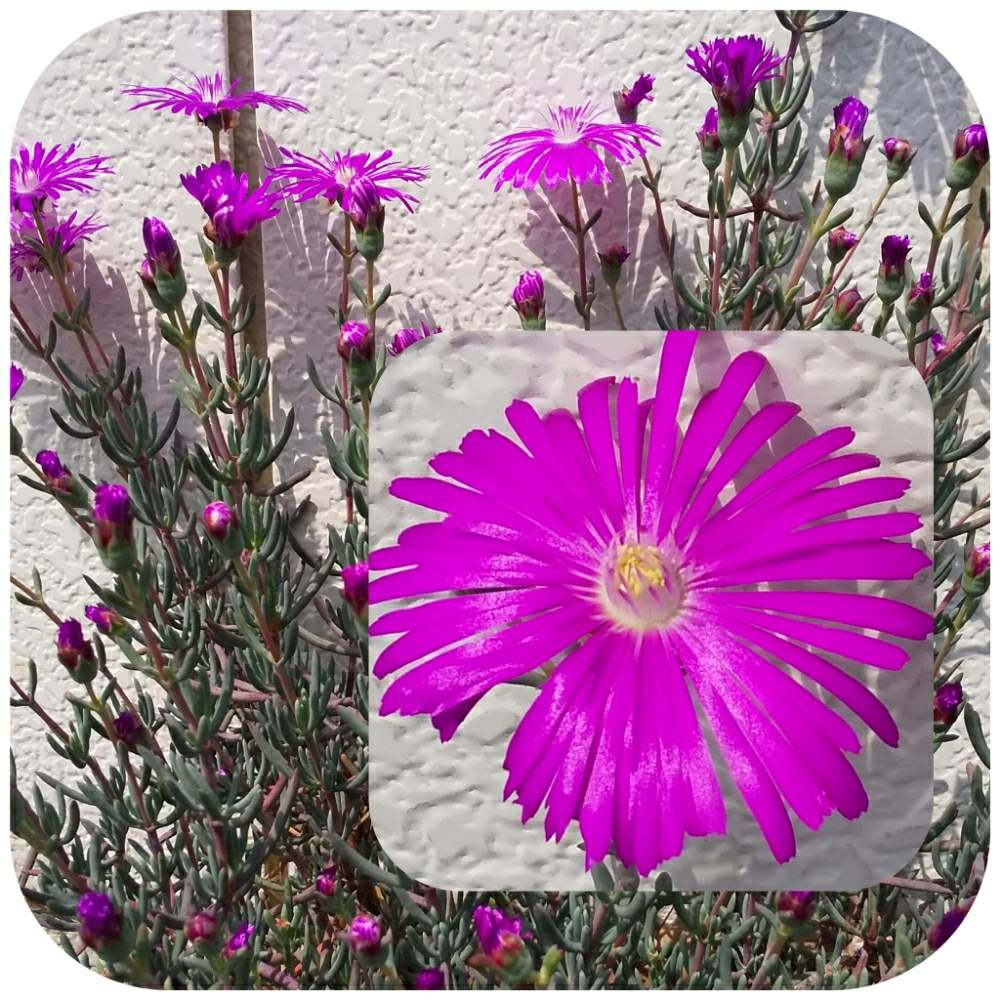 マツバギクの投稿画像 By ひろぽんさん 花のある暮らしとピンクの花 19月4月19日 Greensnap グリーンスナップ