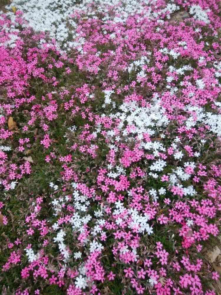 ちゃーちゃんさんの山下公園への投稿