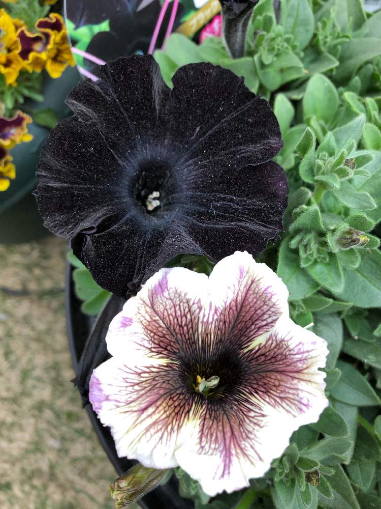 黒い花の投稿画像 By Kei さん ペチュニア フォトコンテストとシックな色と花のある暮らしとお花好きと咲いた 19月4月19日 Greensnap グリーンスナップ
