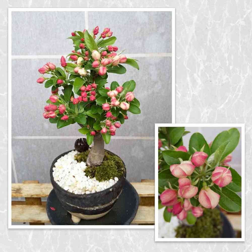 深山かいどうの盆栽｜🍀GreenSnap（グリーンスナップ）