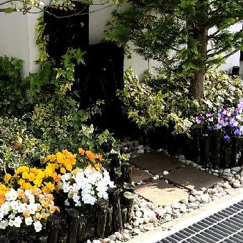 ちょっと日当たり悪いの投稿画像一覧 Greensnap グリーンスナップ ちょっと日当たり悪いの投稿画像一覧 Greensnap グリーンスナップ