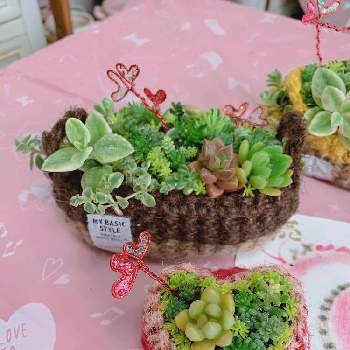 麻ひもかごの小さな寄せ植え♪