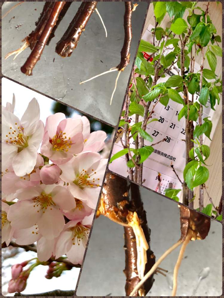 サクラの投稿画像 By 織家さん サクラ 啓翁桜 と山形とどこでも植物と純白が好きとほんのりピンクが好きと花 のある暮らしと根出し中とiphone撮影と山形とどこでも植物と純白が好きとほんのりピンクが好きと花のある暮らしと根出し中とiphone撮影 19月4月19日