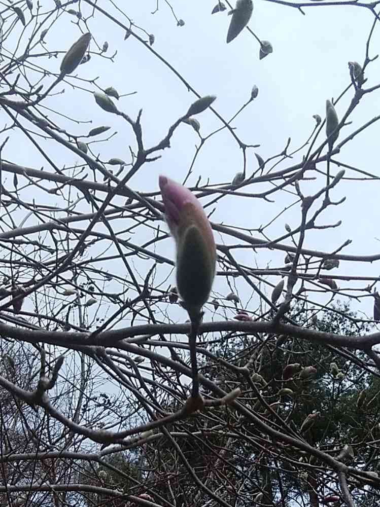 ちゃーちゃんさんの山下公園への投稿