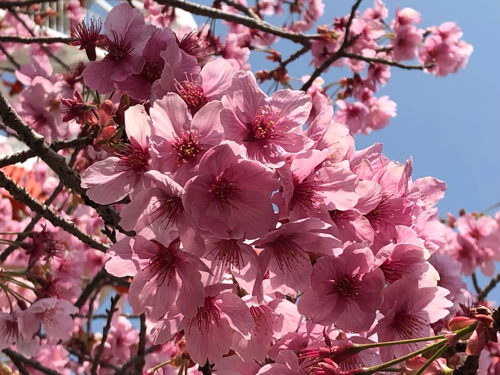 濃いピンクの桜の投稿画像 By はなとしさん お出かけ先と春のおとすれとさくらの花のクローズアップとgs映えと微笑みの呼びかけと植物の笑顔と花のある暮らしとまばゆい輝きとチャンス到来と八幡山公園と春のおとすれとさくらの花のクローズアップとgs映えと微笑みの