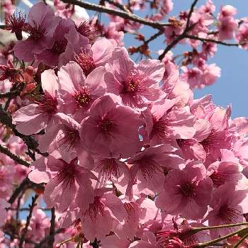 濃いピンクの桜の投稿画像一覧 Greensnap グリーンスナップ