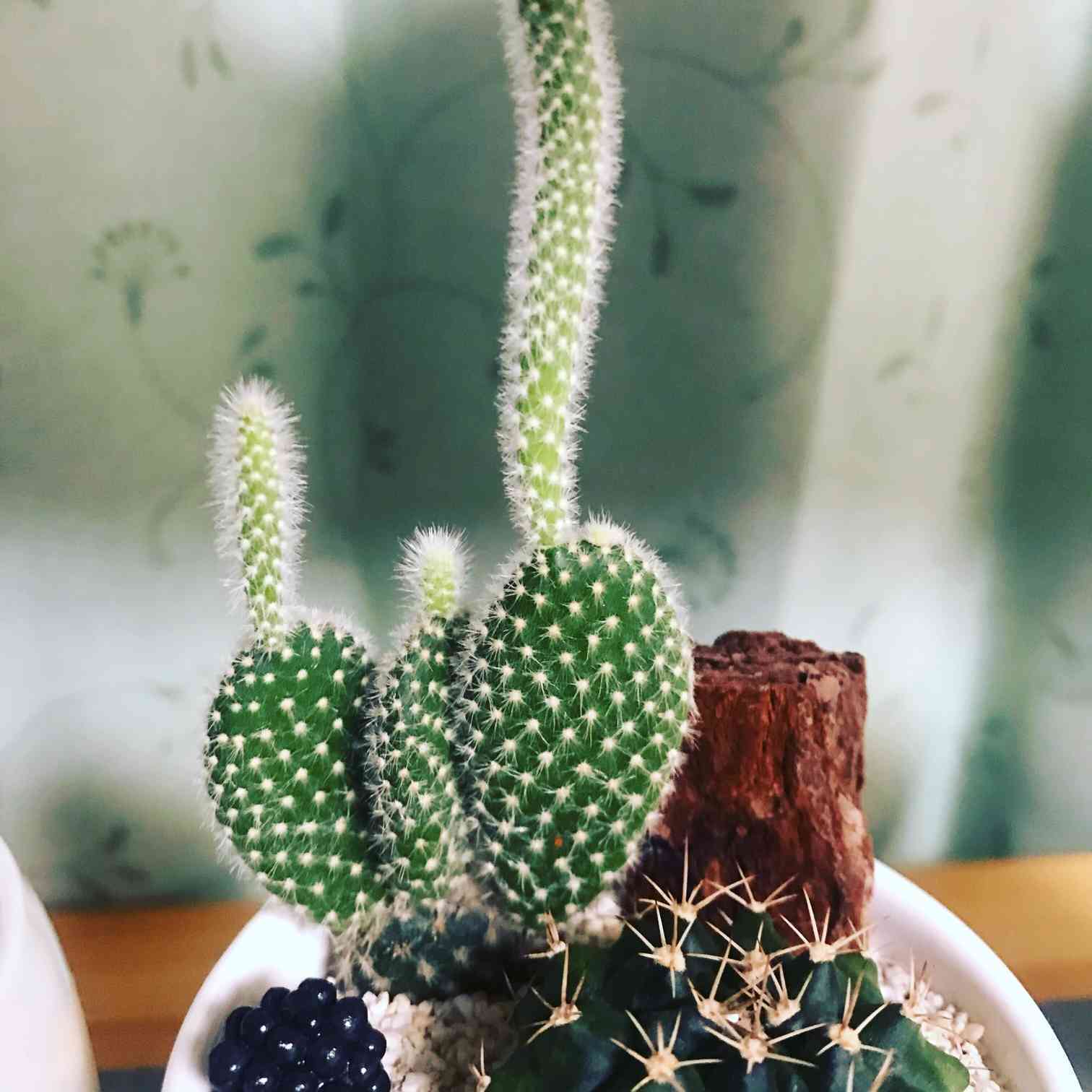 ウチのウチワサボテン🌵｜🍀GreenSnap（グリーンスナップ）