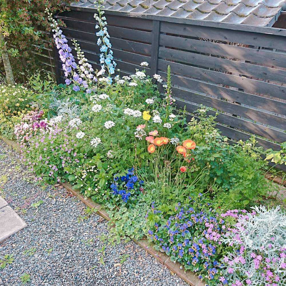 花壇の投稿画像 By ミムラさん 春の庭と小さな花壇とにわとはるが来た と我が家の花壇と花のある暮らしと10連休何する 19月4月日 Greensnap グリーンスナップ