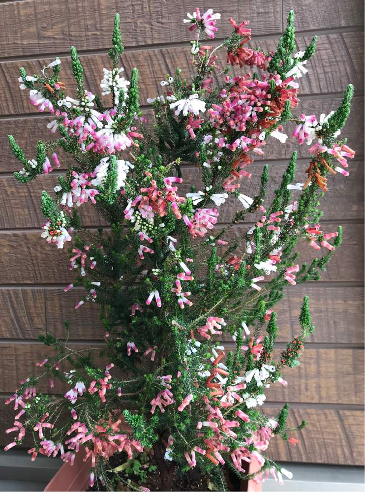 エリカホワイトデライトの投稿画像 By こはもこさん 花のある暮らしとうっとりと白い花とピンクの花とエリカとエリカ ホワイトデライトと小さな庭と花のある暮らしとうっとりと白い花とピンクの花 19月4月日 Greensnap グリーンスナップ Greensnap