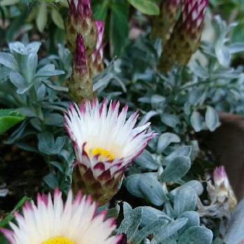 ヘリクリサムシルバーキャンドルの投稿画像一覧 Greensnap グリーンスナップ