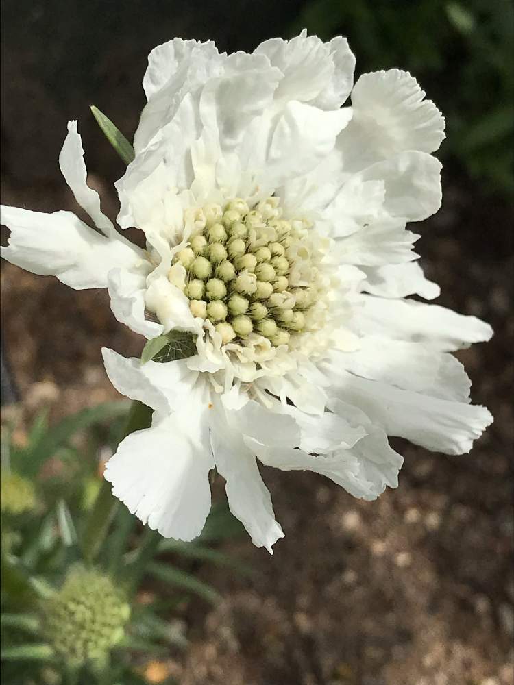 スカビオサ ホワイトクィーンの投稿画像 By Vogel さん 小さな庭とバラに合う宿根草と地植えとバラに合う宿根草と地植え 19月4月日 Greensnap グリーンスナップ Greensnap グリーンスナップ スカビオサ ホワイトクィーンの投稿画像 By Vogel さん 小さな庭とバラに合う宿根草と地植えとバラに合う宿根草と地植え 19月4月日 Greensnap グリーンスナップ Greensnap グリーンスナップ