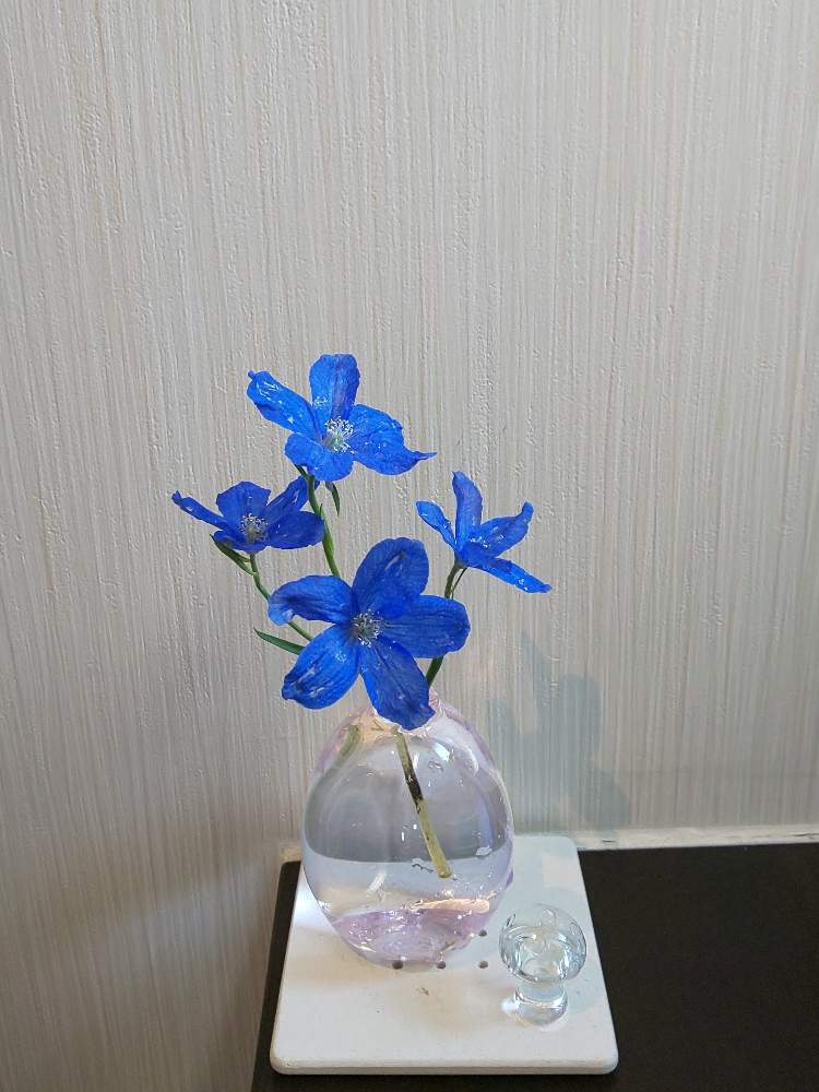 デルフィニウムの投稿画像 By かめりあうさぎさん 花のある空間と一輪挿しとお花が好きと残り花とガラスの花器とお花が好き と花のある暮らしとガラスの花瓶とガラスの器 19月4月日 Greensnap グリーンスナップ