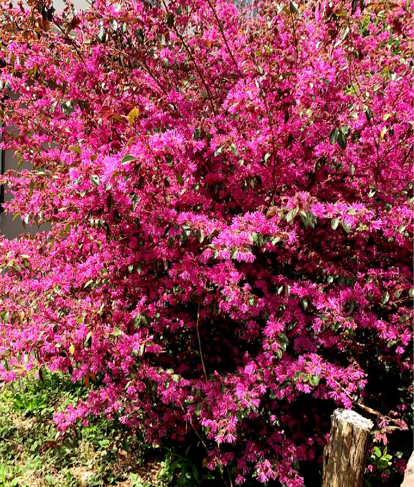 ベニバナトキワマンサクの投稿画像 By ちえり さん 花芽とピンクの花と満開と庭の木とナチュラルスタイルと花のある暮らしと春到来 とほったらかし 19月4月日 Greensnap グリーンスナップ