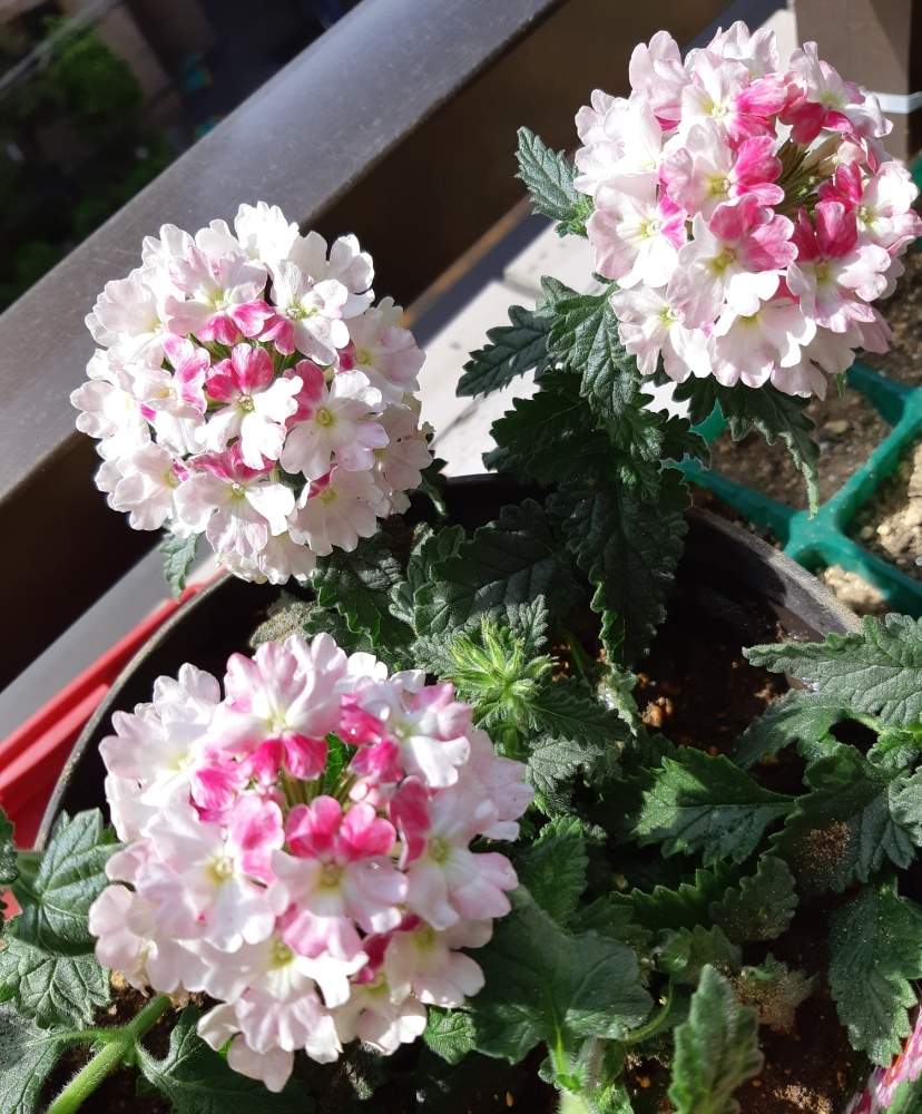 バーベナ ピンクパフェの投稿画像 By Cindyさん 宿根バーベナとバルコニー ベランダ 19月4月日 Greensnap グリーンスナップ Greensnap グリーンスナップ