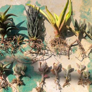 竜鱗,十二の巻,アロエラモシッシマ,ファング,多肉植物の画像