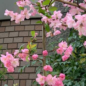 カイドウザクラの投稿画像一覧 Greensnap グリーンスナップ