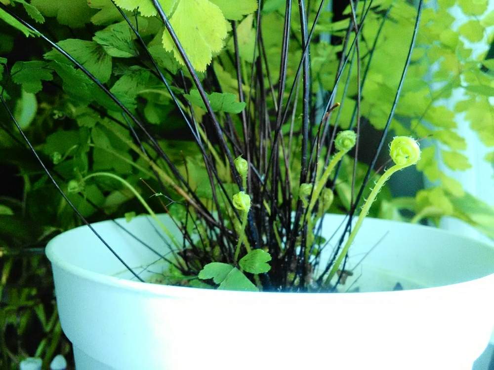 アジアンタムの投稿画像 By Jさん 新芽と観葉植物 19月4月日 Greensnap グリーンスナップ