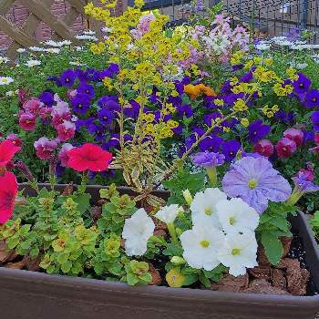 オレガノマルゲリータの画像 by クッキーさん | 小さな庭とユーフォルビアとペチュニア♪と花のある暮らしとオレガノマルゲリータ
