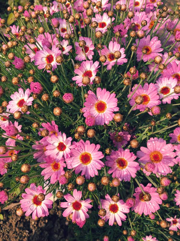 マーガレットモリンバの投稿画像 By マリアランさん 花のある暮らしとマーガレットモリンバ と植えっぱなしとモリンガを育ててます 19月4月日 Greensnap グリーンスナップ