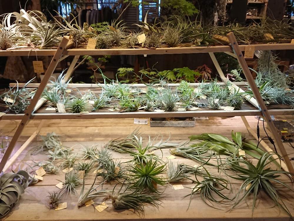 多肉植物の投稿画像 By 常葉植物園 ときわしょくぶつえんさん エアプランツ チランジアとボタニカルとエアプランツ イオナンタと観葉植物とエアプラとボタニカルスポットと多肉女子と植物イベントとボタニカルイベントとチランジアコーナーと苔テラリウムと花のある