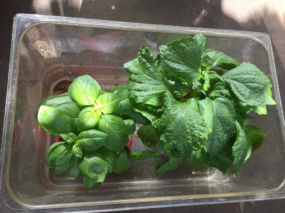 バジルの植え付け Greensnap グリーンスナップ