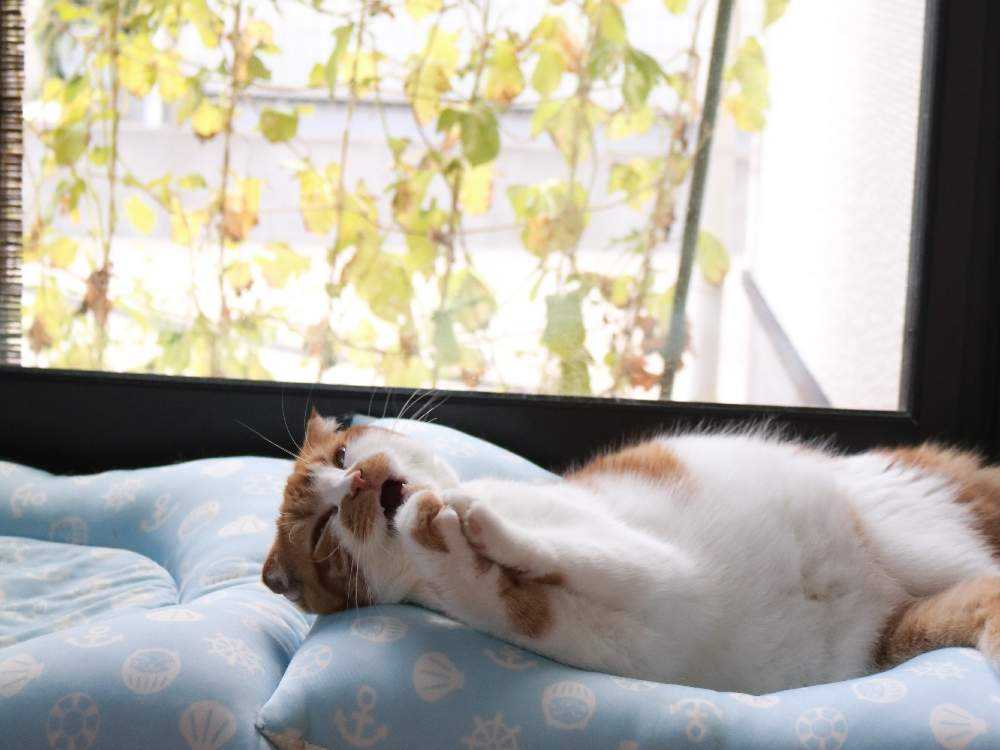 愛猫のために 室内から見えるプランターガーデン Greensnap グリーンスナップ