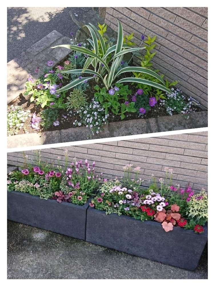 植物のある暮らしの投稿画像 By 夢と緑を運ぶ店 ホピー 鈴蘭園さん 当店お勧めと寄せ植えとgs映えとgs日和と植中毒と植栽工事とガーデニングと花のある暮らしと小さな庭と植物のある暮らしと当店お勧めと寄せ植えとgs映えとgs日和と植中毒と植栽工事とガーデニングと花の
