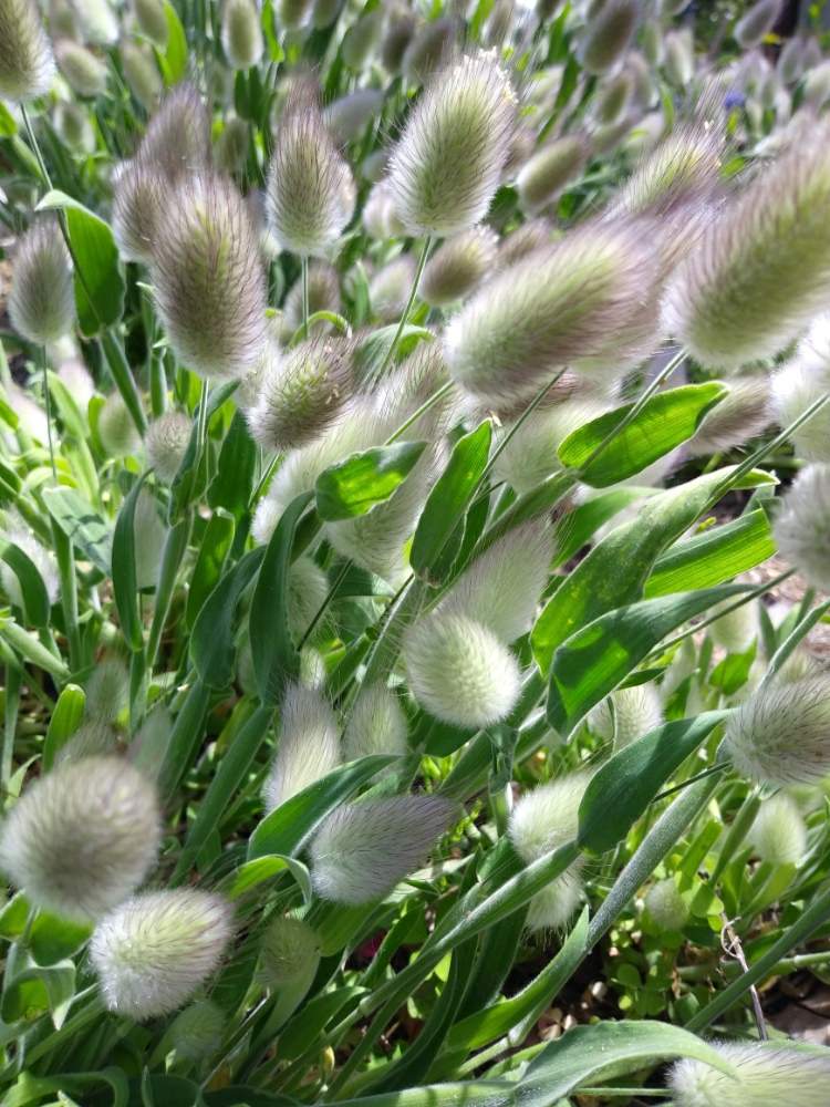 ラグラス野うさぎのしっぽの投稿画像 By よちこさん 花のある暮らし 19月4月日 Greensnap グリーンスナップ