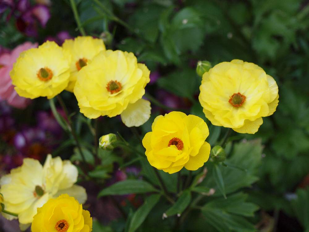 ラナンキュラスの投稿画像 By たまちゃんさん ラナンキュラス ラックス ピュタロスとラナンキュラス ラックス シリーズと花の15年組と黄色い花とガーデニングと花のある暮らしと球根植物 19月4月日 Greensnap グリーンスナップ