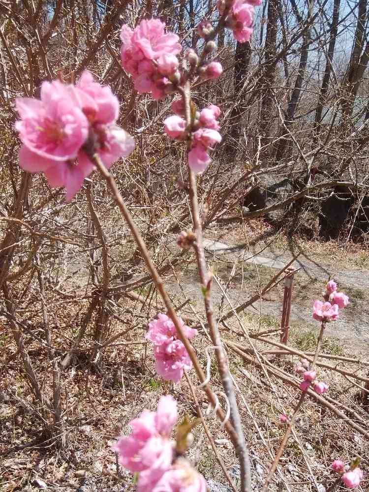 ちゃーちゃんさんの山下公園への投稿