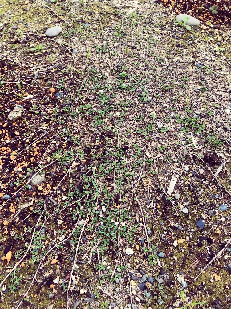 クラピアの投稿画像 By カトさん 芝生の代わりと新潟 19月4月21日 Greensnap グリーンスナップ