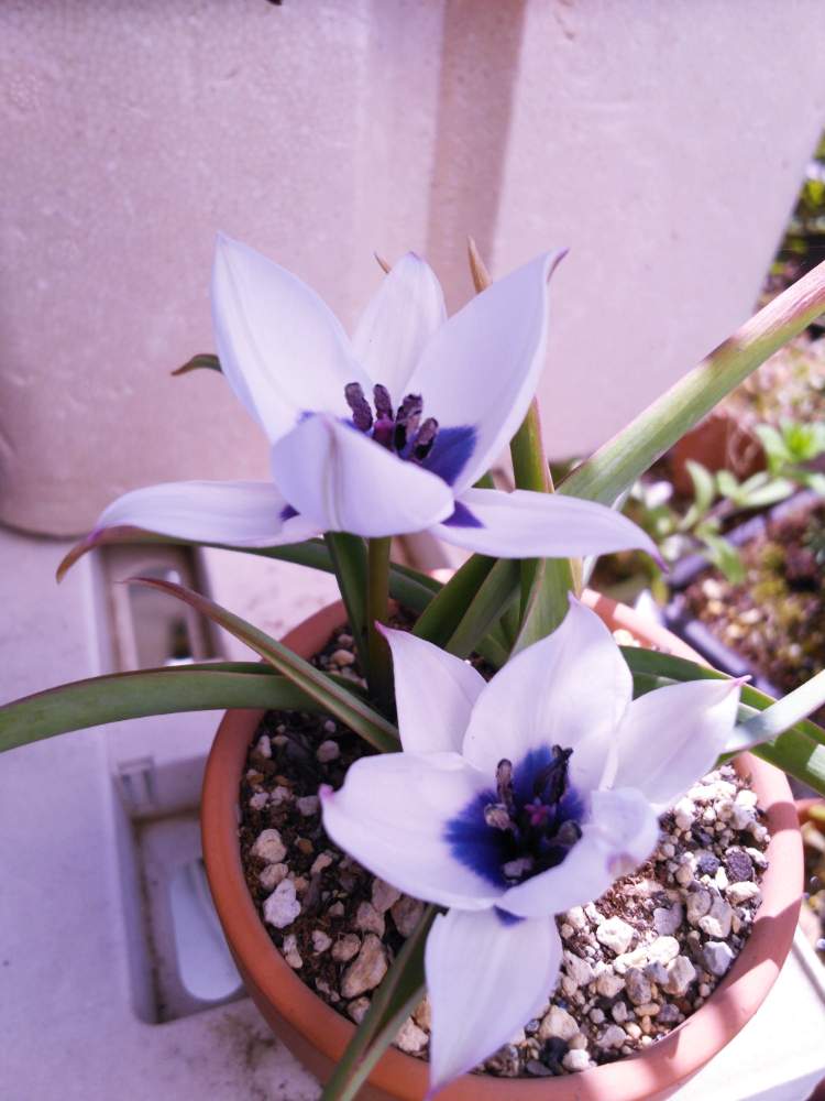 チューリップ アルバ コエルレア オクラータの投稿画像 By 気まぐれ さん 原種系ミニチューリップと植物のある暮らしと植物大好きと春が来たとgs映えと春が待ち遠しいと自宅で花見 と秋植え球根と鉢植えとチューリップ大好き とガーデニングと花の