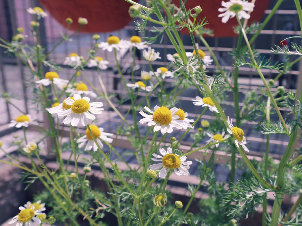 カモミールの投稿画像 By たなちゃんさん プランターと花と暮らすと癒しとハーブとお花が好き と花のある暮らし 19月4月21日 Greensnap グリーンスナップ