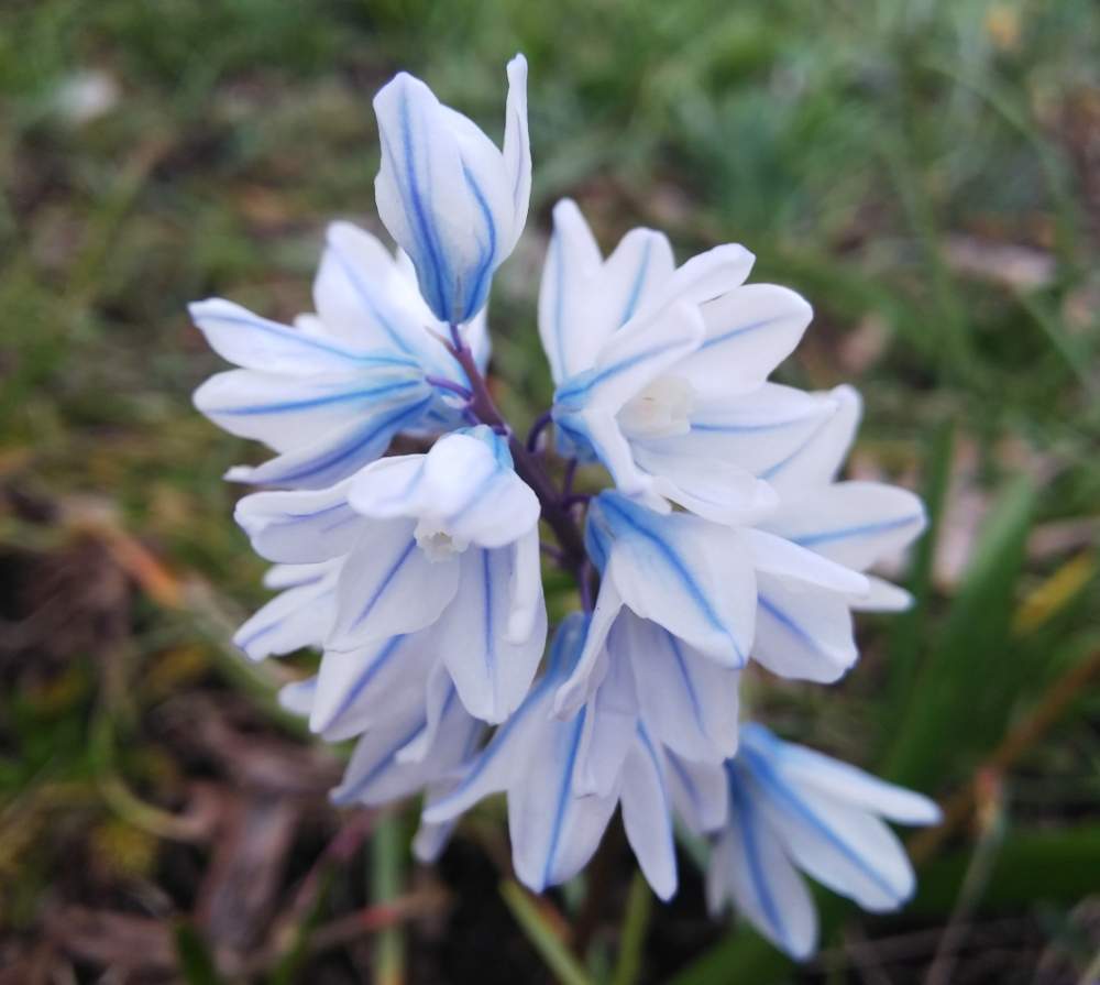 プスキニアの投稿画像 By Chacoさん プシキニアとプシュキニアと春のお花と可憐な花と春の訪れと清楚なお花と 秋植え球根 フォトコンテストと可愛いと 花のある暮らしと春のお花と可憐な花と春の訪れと清楚なお花と 秋植え球根 フォトコンテストと可愛いと花のある