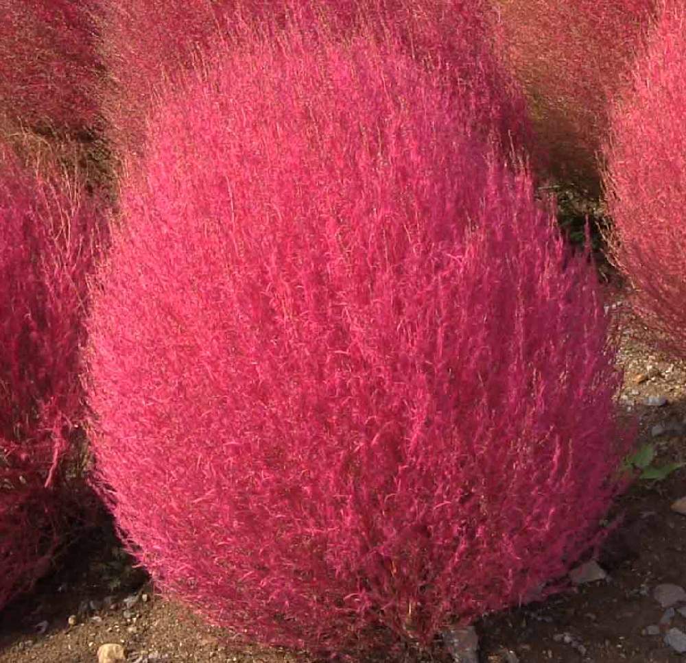 コキア Kochia 成長記録 Greensnap グリーンスナップ