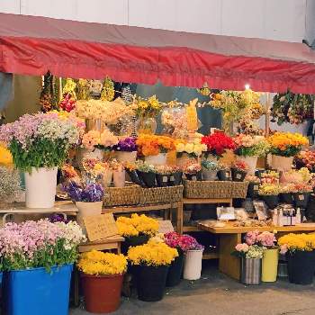 露店の花屋さんの投稿画像一覧 Greensnap グリーンスナップ