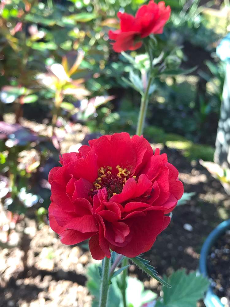 ゲウム ブレイジングサンセットの投稿画像 By Vogel さん 小さな庭とバラに合う宿根草と鉢植えとバラに合う宿根草と鉢植え 19月4月21日 Greensnap グリーンスナップ Greensnap グリーンスナップ