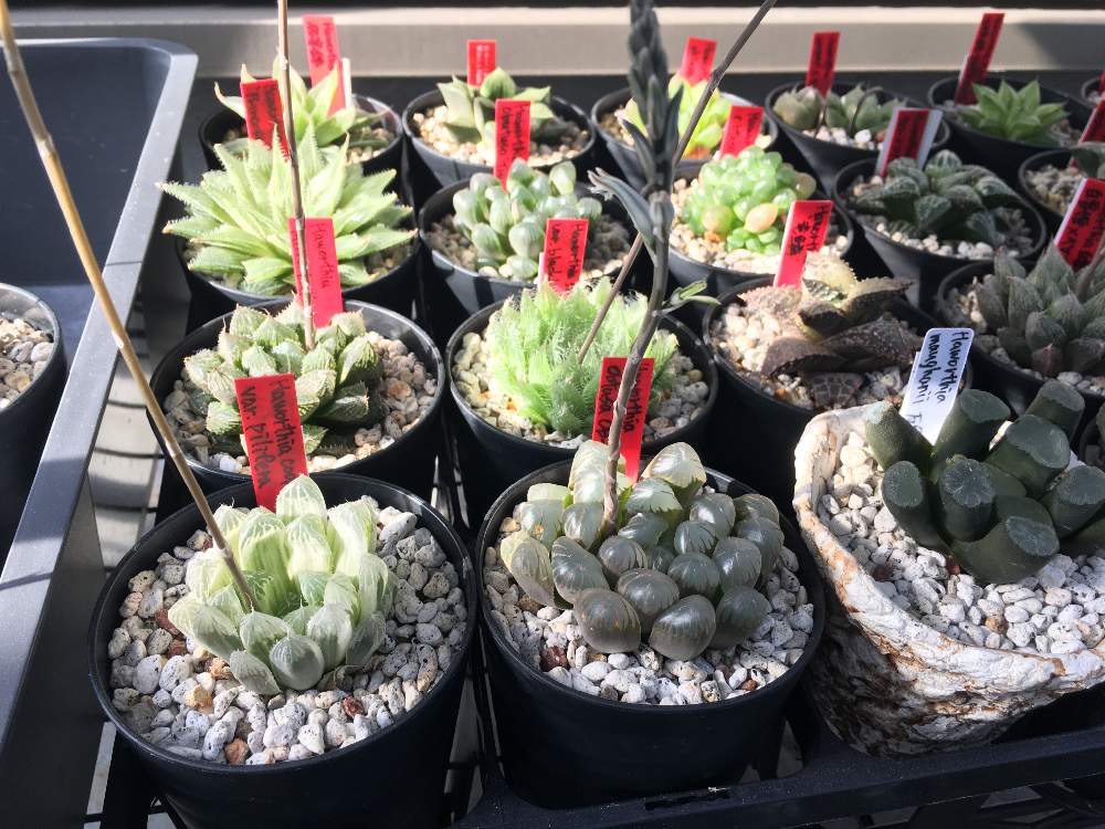 ミラーボールの投稿画像 By Dskさん 羽衣とob1とピリフェラ錦と多肉植物とサボテンと成長記録とハオルチア属と軟葉系ハオルチアとバルコニー ベランダと朝日 ハオルチアと多肉植物とサボテンと成長記録とハオルチア属と軟葉系ハオルチアと朝日 ハオルチア 19月4月21日