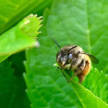 バラハキリバチ の投稿画像一覧 Greensnap グリーンスナップ
