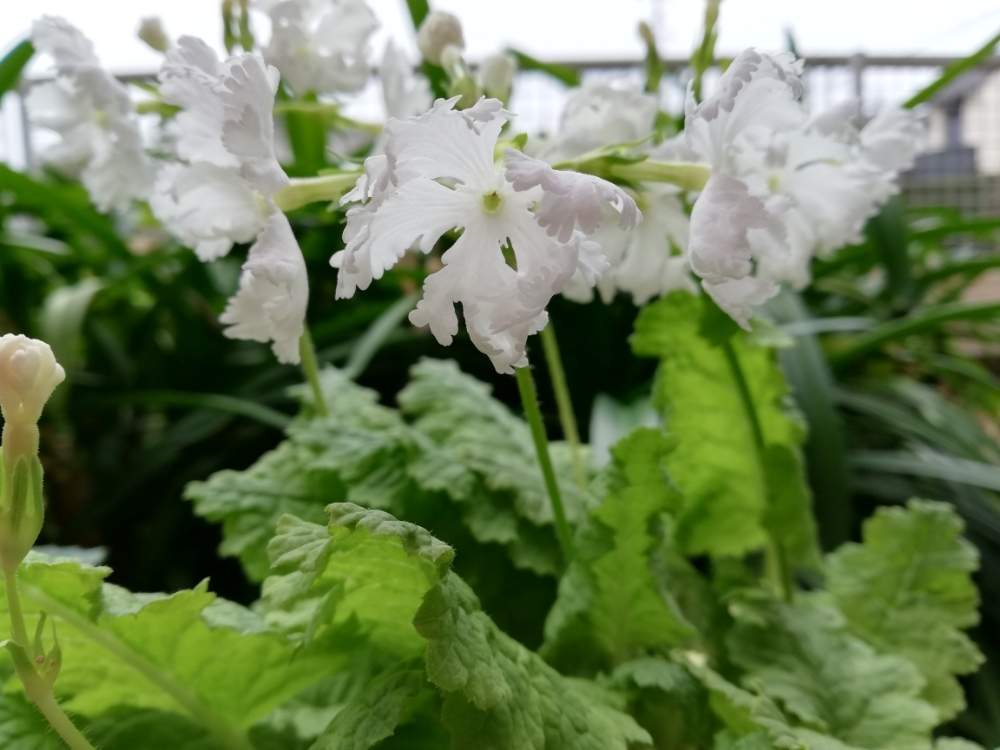 母の愛の投稿画像 By 海の月さん ニホンサクラソウと毎年ありがととフリフリのと白い花 のとバルコニストと令和最初の植物 お花フォトコンとエクステリアと毎年ありがととフリフリのと白い花のとバルコニストと令和最初の植物 お花フォトコン 19月4月21日