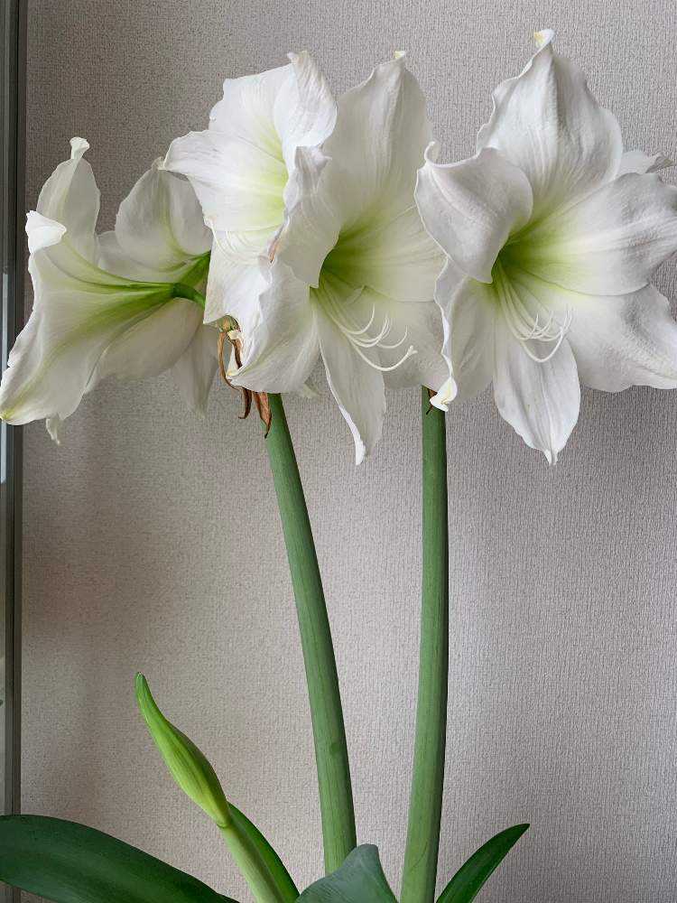 19 アマリリスの成長記録 Greensnap グリーンスナップ