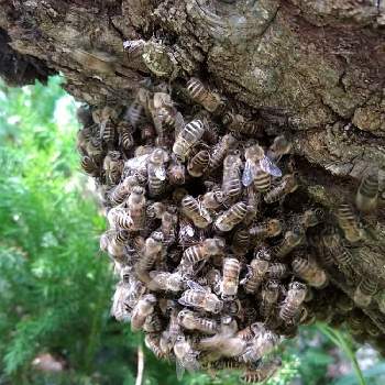 ニホンミツバチの投稿画像一覧 Greensnap グリーンスナップ