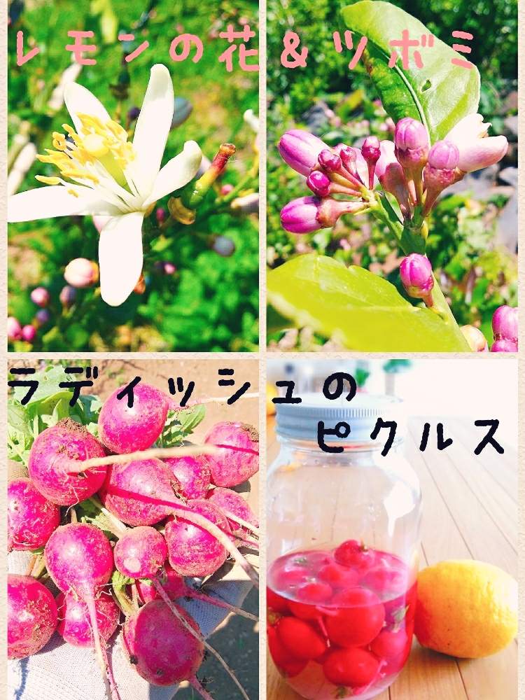 ラディッシュ の投稿画像 By ルミさん グリーンライフ と自家製野菜レシピとレモンの花と花のある暮らしと家庭菜園奮闘日記 19月4月21日 Greensnap グリーンスナップ