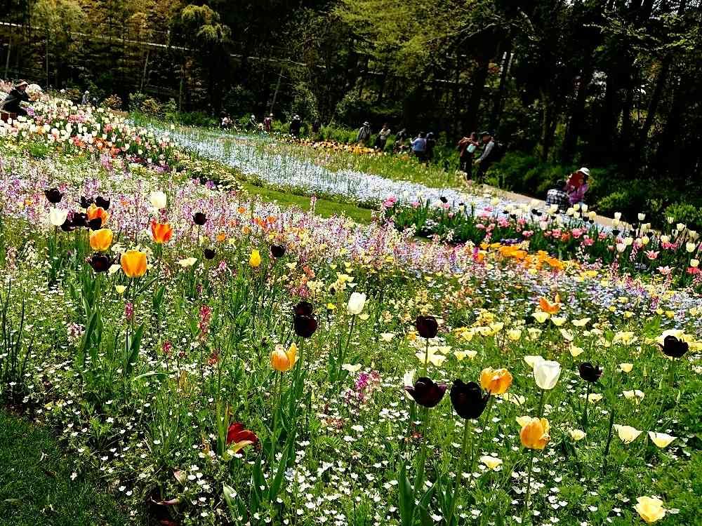 ひろさんの里山ガーデン（大花壇）への投稿